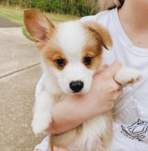 we are given out this Welsh corgi puppies for adoption