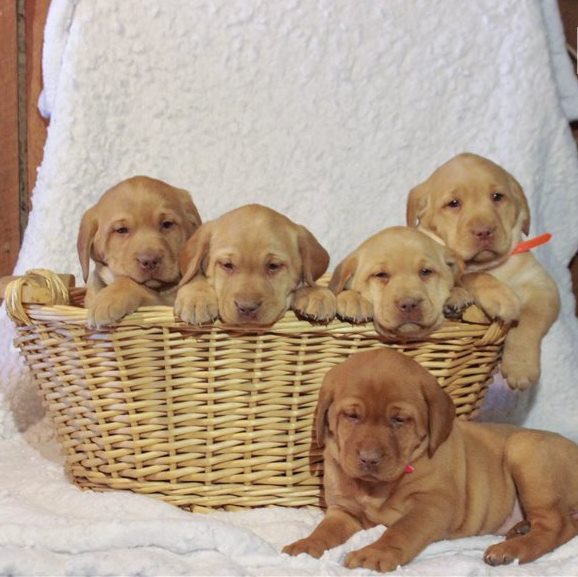 Adorable Labrador Retrieval puppies for sale! Email cheyannefennell@gmail.com or text (228)-900-8184 Image eClassifieds4u