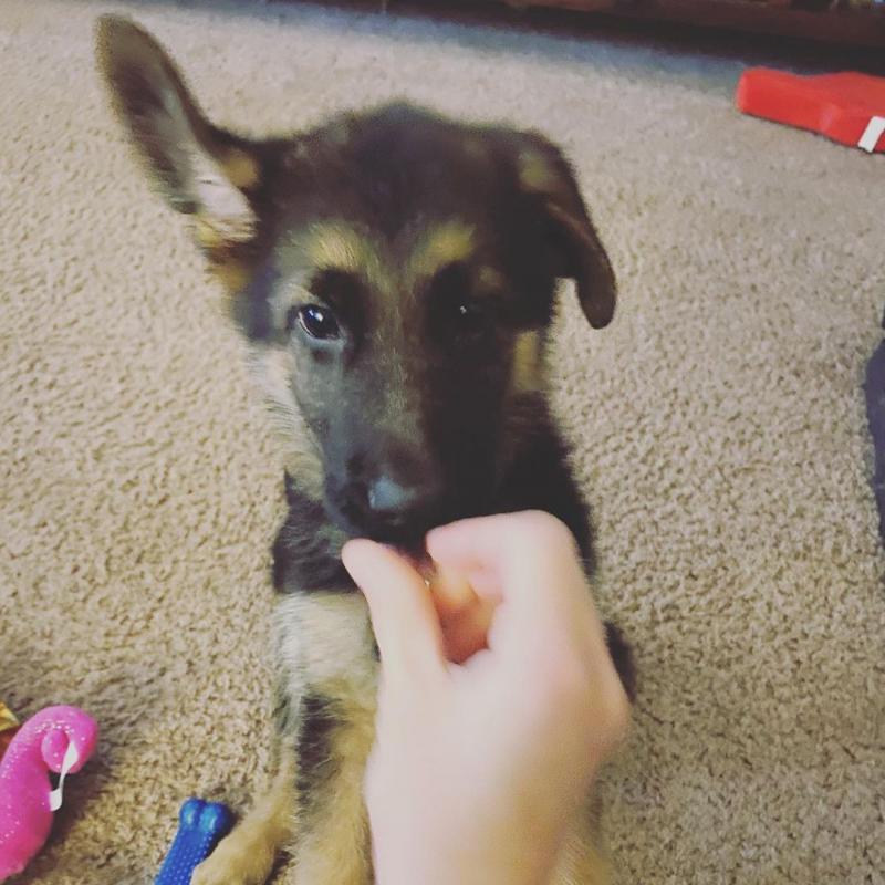 Gorgeous German shepherd puppies for adoption Image eClassifieds4u