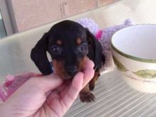 Cute Miniature Dachshund puppies