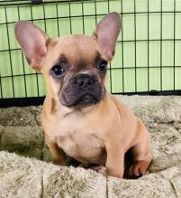 male and female French Bulldog Puppies