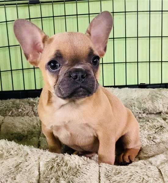 lovely French Bulldog Puppies Image eClassifieds4u