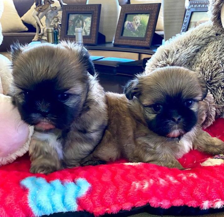 Super adorable shitzu puppies. So gentle and affectionate. I have one male and one female. Image eClassifieds4u
