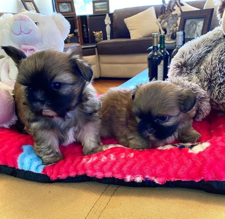 Super adorable shitzu puppies. So gentle and affectionate. I have one male and one female. Image eClassifieds4u