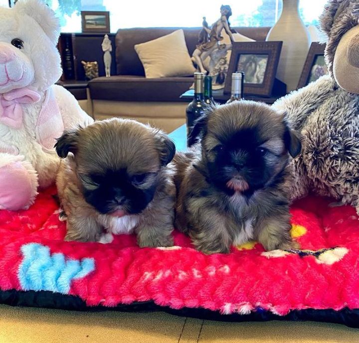 Super adorable shitzu puppies. So gentle and affectionate. I have one male and one female left Image eClassifieds4u