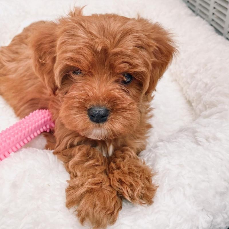 Available Male and Female Cavapoo puppies. Image eClassifieds4u