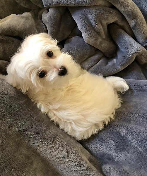❤️PUREBRED MALTESE BABY GIRL~PARENTS DNA TESTED ❤️ Image eClassifieds4u