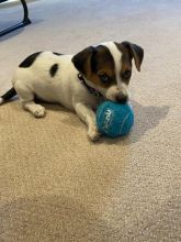 7 Jack Russell puppies looking for there forever home.