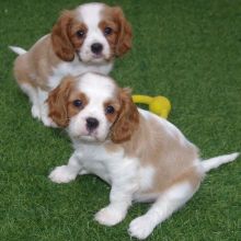 Cavalier King Charles Spaniel