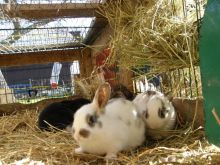 Male and Female Rabbit