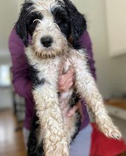 PORTUGUESE WATER DOG PUPPIES FOR SALE !!
