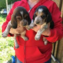 Adorable Basset Hound puppies