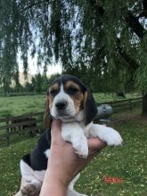 Adorable Beagle puppies