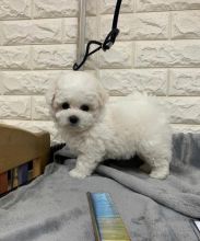 Adorable Bichon Frise puppies