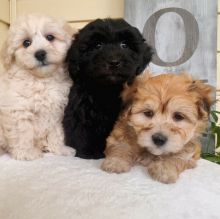 Adorable Havanese Puppies - ready for their forever homes!
