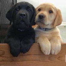 Adorable Labrador Retriever Puppies