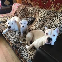 Adorable male and Female Dogo Argentino puppies