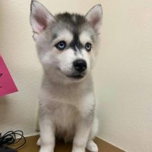 Adorable POMSKY puppies for adoption. (danconimann@gmail.com)