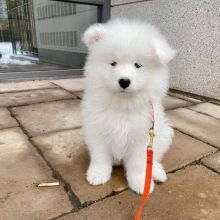 Adorable samoyed puppies for adoption. (ketimercy317@gmail.com)