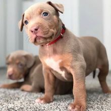 Amazing and smart pitbull puppies available for adoption. (owen04418@gmail.com)