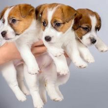 Available Jack Russell terriers puppies