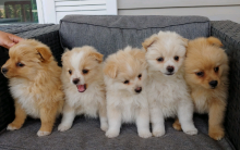 Beautiful Pomeranian Puppies