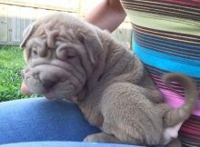 Beautiful shar pei puppies Available