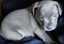 Blue Staffordshire Bull Terrier Puppies