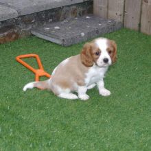 Cavalier King Charles