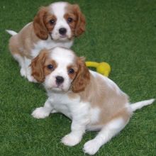 Cavalier King Charles Spaniel Puppies!!