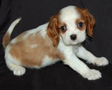 Cavalier king charles spaniel puppies