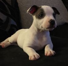 cut and lovable Pit-bull ready for adoption both male and female.