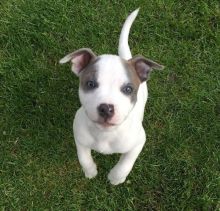 cut loving and adorable male and female Pitbull ready for adoption.