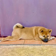 Cute and active shiba inu puppies for adoption. (dawnklee76@gmail.com)