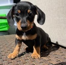 Dachshund puppies for adoption. (mikeearn50@gmail.com)