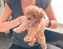 Delightful, Adorable CAVAPOO Puppies!!!!