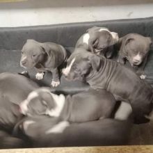 English Staffordshire Bull Terrier Puppies