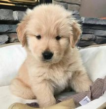 Golden Retriever Puppies