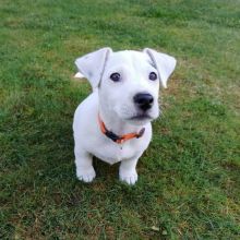 Jack Russell puppies available for adoption. (peterbrooks594@gmail.com)