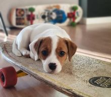 Jack Russell puppies (two left)