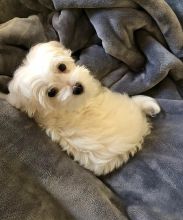 Male and Female Maltese puppy