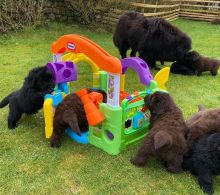 Newfoundland Puppy Male and Female