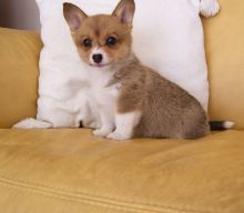 Pembroke Welsh Corgi Puppies