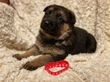 Pure-Bred German Shepherd Puppies