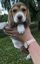 Purebred beagle puppies!