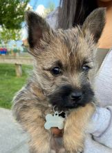 Purebred Cairn Terrier puppies