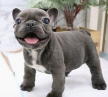 Purebred European French bulldog.