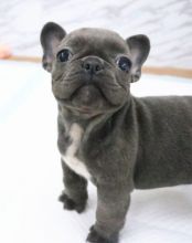 Purebred French Bulldog Puppies