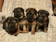 Purebred German Shepherds pups