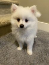 Purebred Pomeranian puppies ready to go